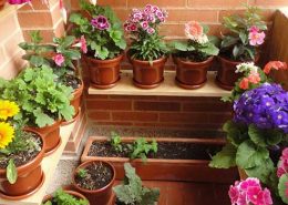 consells sobre com cuidar les plantes durant les vacances.