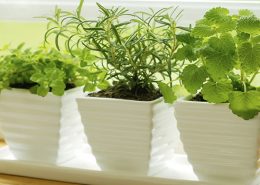aire condicionat i les plantes