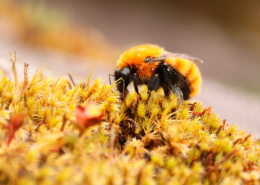 Alternativas-abejas