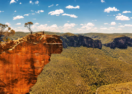 Arbres-moren-austràlia